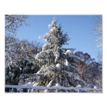 Snowy Pine 10x8 Photographic Print
