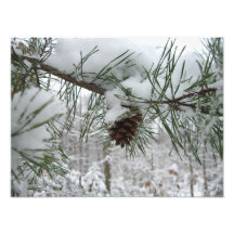 Snowy Pine Branch Photo Print