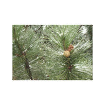 Snowy Pine Cones Canvas Print