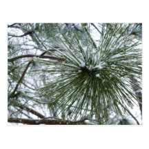 Snowy Pine Needles Postcard