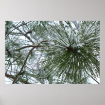 Snowy Pine Needles Poster Print