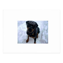 Snowy Sammy Postcard