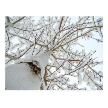 Snowy Tree Postcard