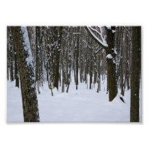 Snowy Trees 5x7 Photographic Print
