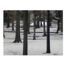 Snowy Trees Postcards
