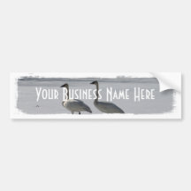 Snowy Trumpeter Swans; Promotional Bumper Stickers