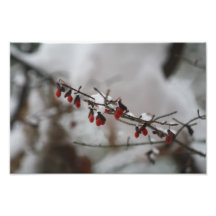 snowy winter photo