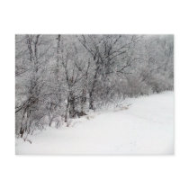 Snowy Woods Postcard