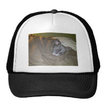 Snuggle Face is knocked out Mesh Hat