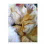 Snuggle Kittens Postcard