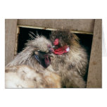 Snuggling Silkie Chickens Hens - Poultry cards