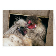 Snuggling Silkie Chickens Hens - Poultry Greeting Cards