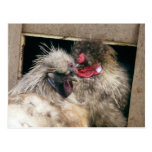 Snuggling Silkie Chickens Hens - Poultry postcards