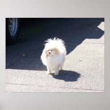 so fluffy posters