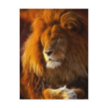 Soaking Up the Sun, King of the Jungle Lion II Post Cards