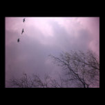 Soaring High  is our nature - Toronto Island Sky posters