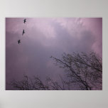 Soaring High is their nature - Three Birds Toronto Poster