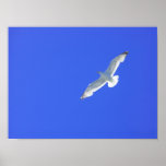 Soaring Poster