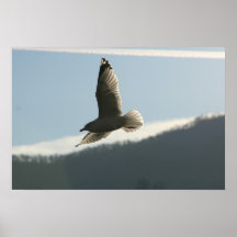 Soaring Print