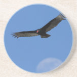 Soaring with Luna Coasters