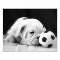 "Soccer Ball Nose" English Bulldog Puppy Photographic Print