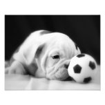 "Soccer Ball Nose" English Bulldog Puppy Photographic Print