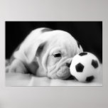"Soccer Ball Nose" English Bulldog Puppy Print