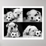 "Soccer Puppies" English Bulldog Collage Posters