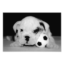 "Soccer Puppy" English Bulldog Photograph
