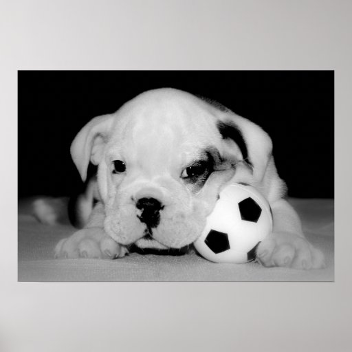 "Soccer Puppy" English Bulldog Posters