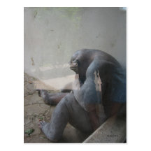 Social Pariah Postcards