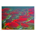 Sockeye Salmon Spawning Run cards