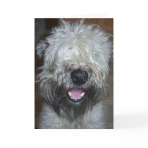 Soft Coated Wheaten Terrier Greeting Cards