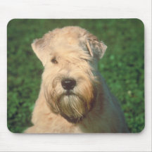 Soft Coated Wheaten Terrier Mouse Pads