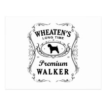 Soft Coated Wheaten Terrier Post Card