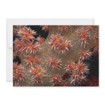 Soft coral polyps feeding in a strong current custom invite