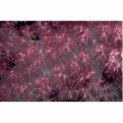 soft coral species