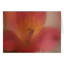 Soft Focus Flower Card