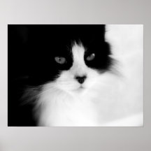 soft focus fluffy poster