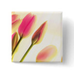 Soft Light Tulips, floral photography, template buttons