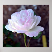 Soft Pink and White Rose-60 Poster