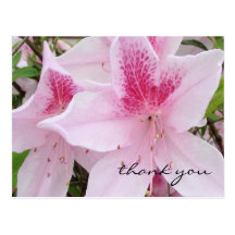 Soft Pink Azaleas - Thank You Postcard
