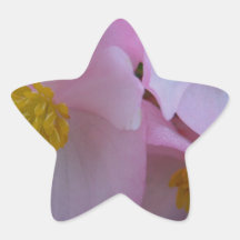 Soft Pink Begonia - A Summer Rainbow Star Sticker
