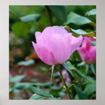 Soft Pink Rose-57 Poster
