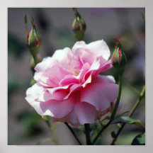 Soft pink rose and buds posters