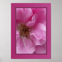 Soft Pink Rose Poster posters