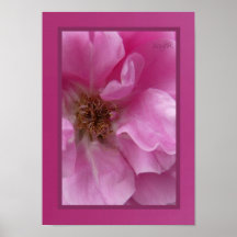 Soft Pink Rose Poster