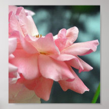 Soft Pink Rose Poster