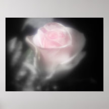soft pink rose posters