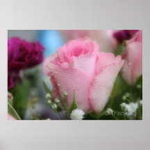 Soft Pink Rose Print